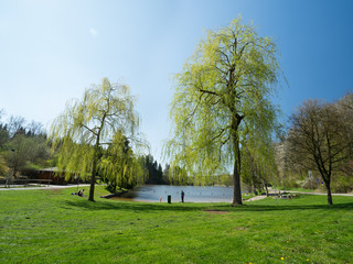Waldsee