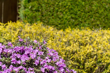 Fototapeta premium Tri-color flowers and bushes