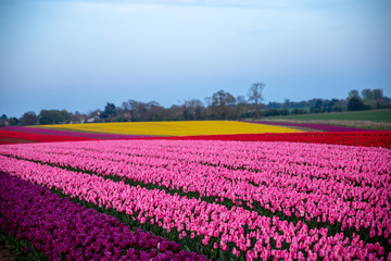 Tulip Field Norfolk England