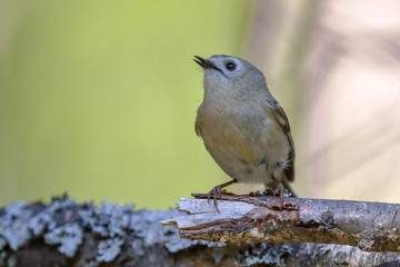goldcrest