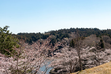 Fototapeta premium 長柄ダムの桜 千葉県長生郡長柄町