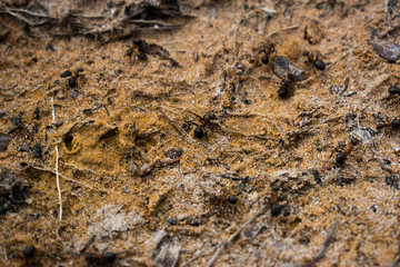 Ants on sand