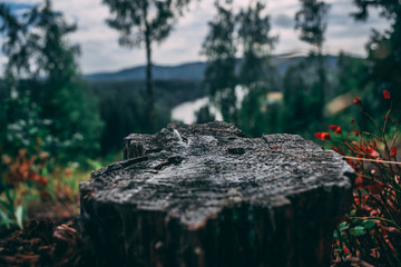 stump in forest