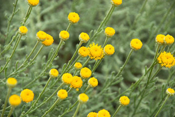 Obraz premium Small yellow flowers in macro. Natural flora spring background.