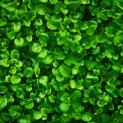 green background of leaves. sheets with a canvas texture for design. plants natural natural eco background