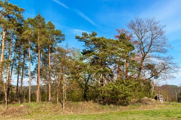 Fototapeta premium Pine trees at the edge of a forest near a field in the Czech Republic. Spring day in the forest. Rural landscape. Firewood.