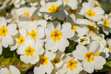 Young white primrose primula flowers bouquet growing