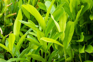 Obraz premium Galangal Sapling many trees Have both leaves White, light green, dark green are plant in the ginger family,is an herb used in cooking,especially in Indonesian and Thai cuisines.