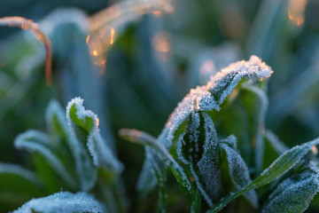 Close up plant under hoar frost sunlit in the morning in spring field