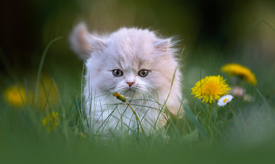 Naklejka na ściany i meble Grumpy Cat, BLH Kitten guckt grimmig auf einer Wiese mit Blumen