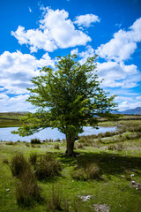 landscape with trees and blue sky