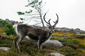 Reindeer in field