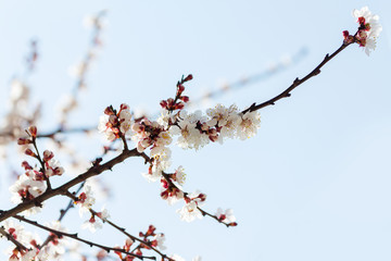 flowering tree