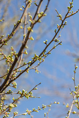 first spring leaves
