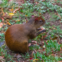     Agouti, animal eating a fruit in the forest in Costa Rica 