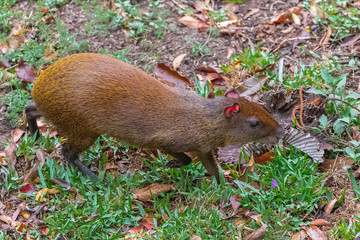     Agouti, animal running in the forest in Costa Rica 