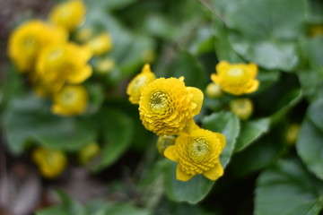 Gefülltblühende Sumpfdotterblume 'Multiplex'