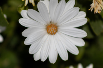 Fototapeta premium a white flower with the orange center of spring, in a garden in Barakaldo, Vizcaya