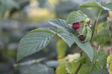 red raspberry leaves and berries