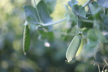 green pea bush
