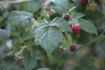 raspberry berries in the garden