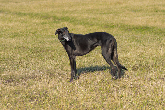 Full body portrait of Black hortaya borzaya female dog in spring fields