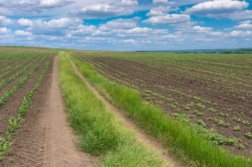 Fototapeta na wymiar Summer landscape with earth road between young growth of maize and sunflowerfields in central Ukraine