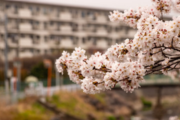 せんげん堀川の桜並木　埼玉県春日部市