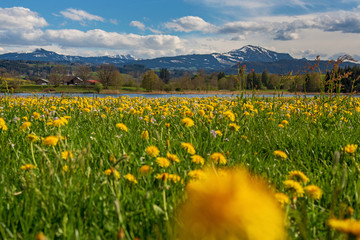 Öschlesee - Sulzberger See - Sulzberg - Kempten - Frühling