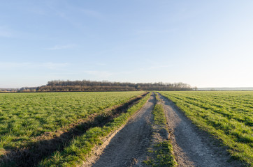Fototapeta na wymiar Country road through a green field by spring season