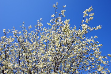 Blossom in the spring on a sunny warm day