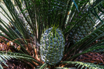 Cone of a Cycadales Cycad Palnt (Encephalartos altensteinii), Terra Nostra Garden, Furnas, Sao Miguel Island, Azores, Portugal 