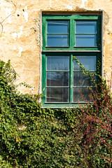 An old glass window with surrounding vines on the wall