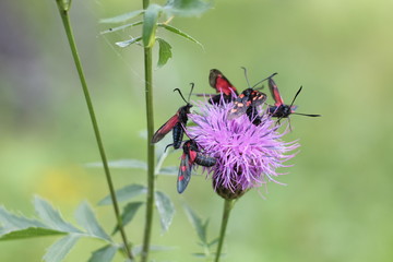 insects on blue flower