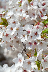 blooming cherry trees in spring