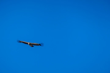 Hawk spreading wings high on the sky. Magnificent predator circulating the area, looking for a pray. Huge bird on a blue sky. Majestic animal in its natural habitat. Long spanned wings.