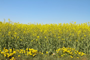 Naklejka premium raps