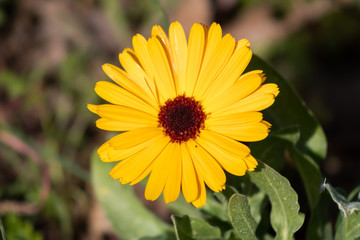 orange spring flower with brown center, flower found in a garden of Barakaldo