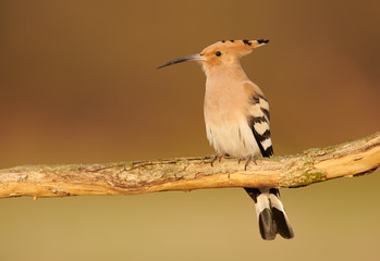 Eurasian Hoopoe or Common hoopoe (Upupa epops)