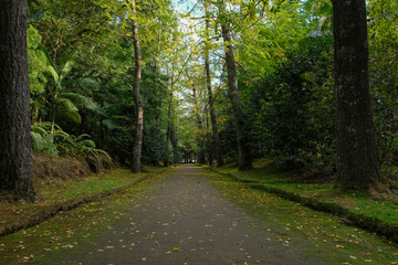 Garden Path with Ginkgo Trees in Terra Nostra Garden, Furnas, São Miguel Island, Azores, Portugal