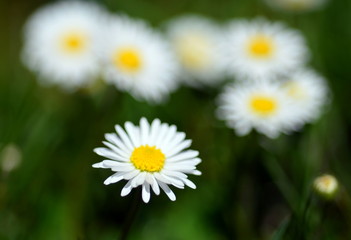 Fototapeta premium Gänseblümchen