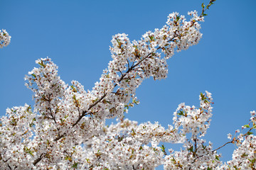 blooming cherry trees in spring