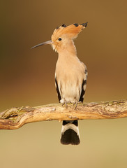 Eurasian Hoopoe or Common hoopoe (Upupa epops)