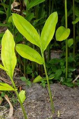 Galangal Sapling many trees Have both leaves White, light green, dark green  are plant in the ginger family,is an herb used in cooking,especially in Indonesian and Thai cuisines.