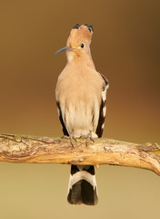Eurasian Hoopoe or Common hoopoe (Upupa epops)