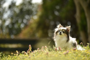 Obraz premium チワワ