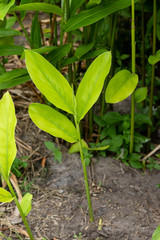 Galangal Sapling many trees Have both leaves White, light green, dark green  are plant in the ginger family,is an herb used in cooking,especially in Indonesian and Thai cuisines.