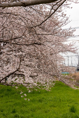 せんげん堀川の桜並木　埼玉県春日部市