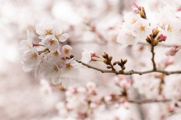 せんげん堀川の桜　埼玉県春日部市