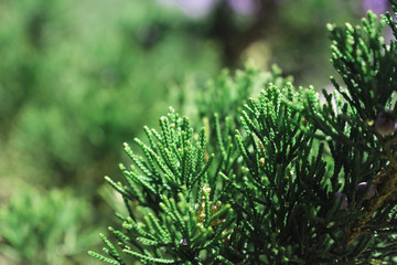 Closeup of Pine Tree